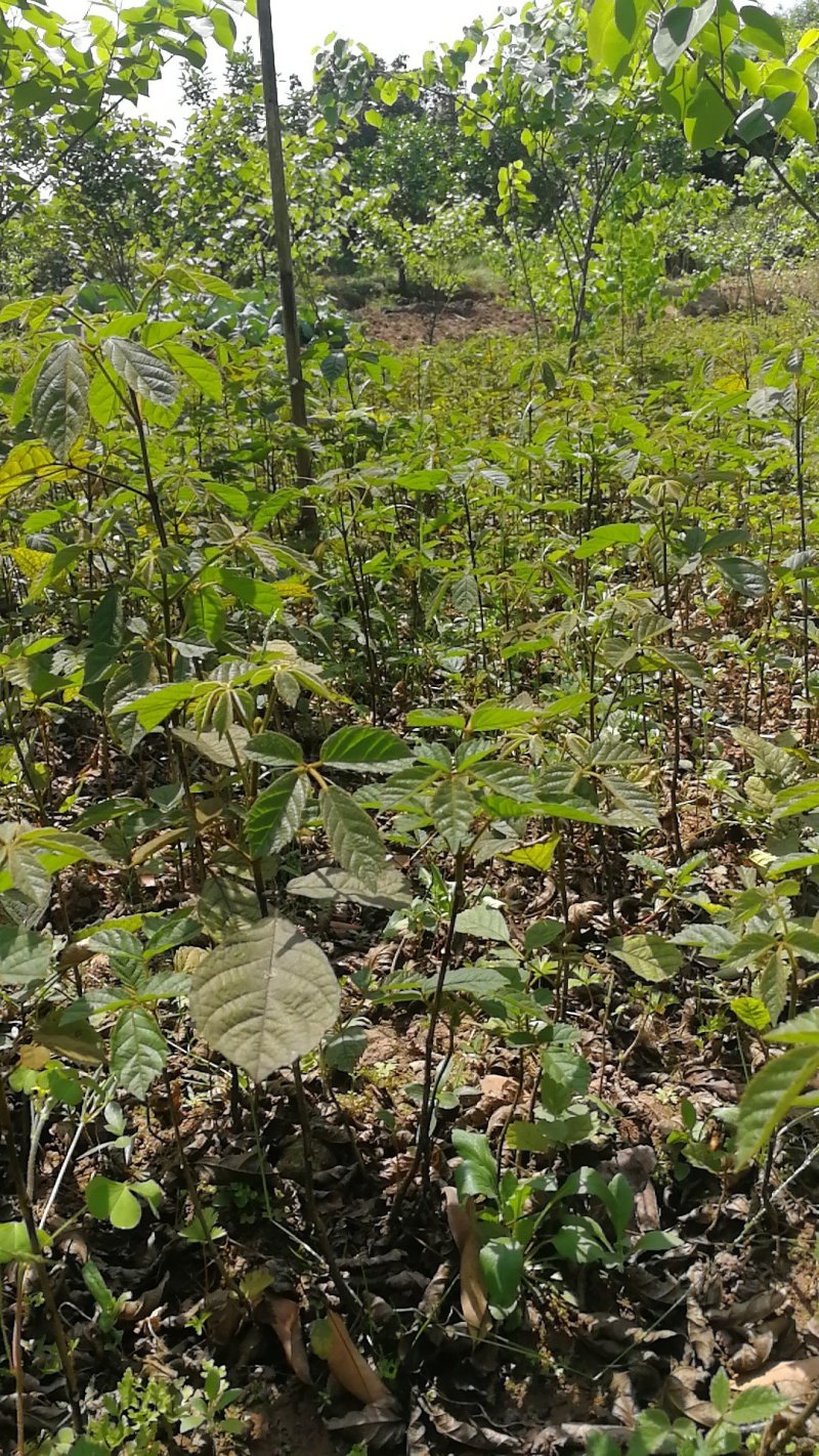 黄花风玲木