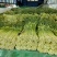 蒜薹精品60~70cm，无泡水，