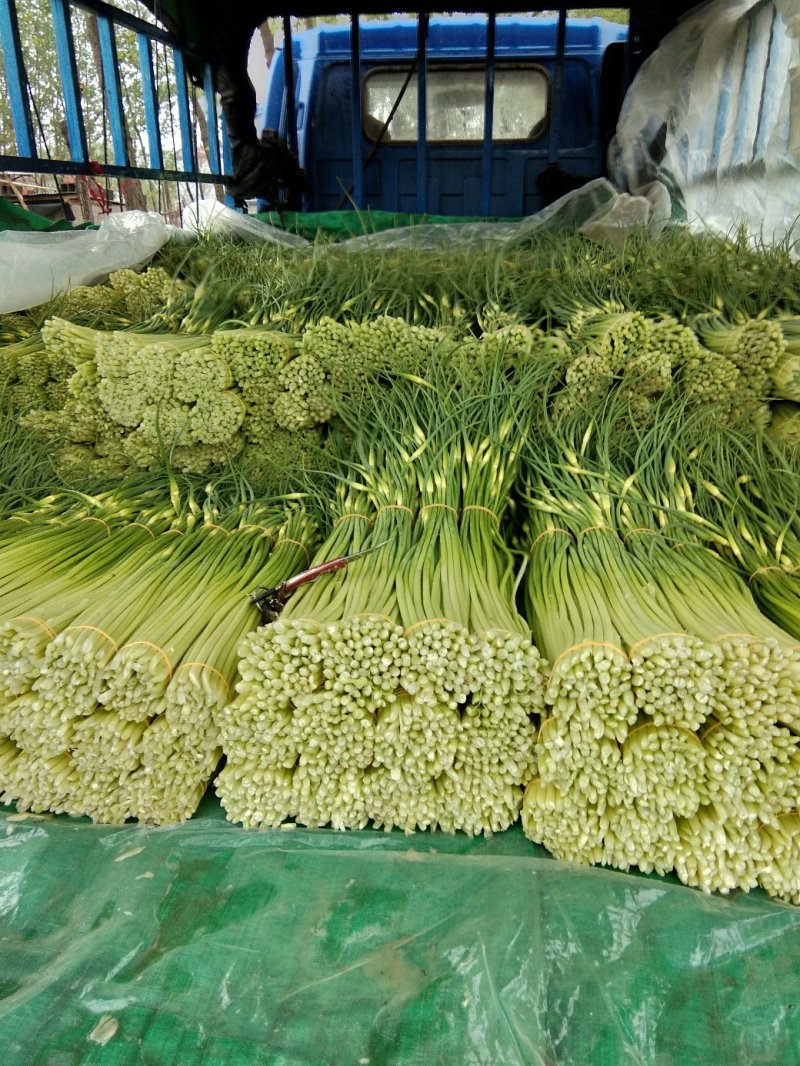 蒜薹精品60~70cm，无泡水，