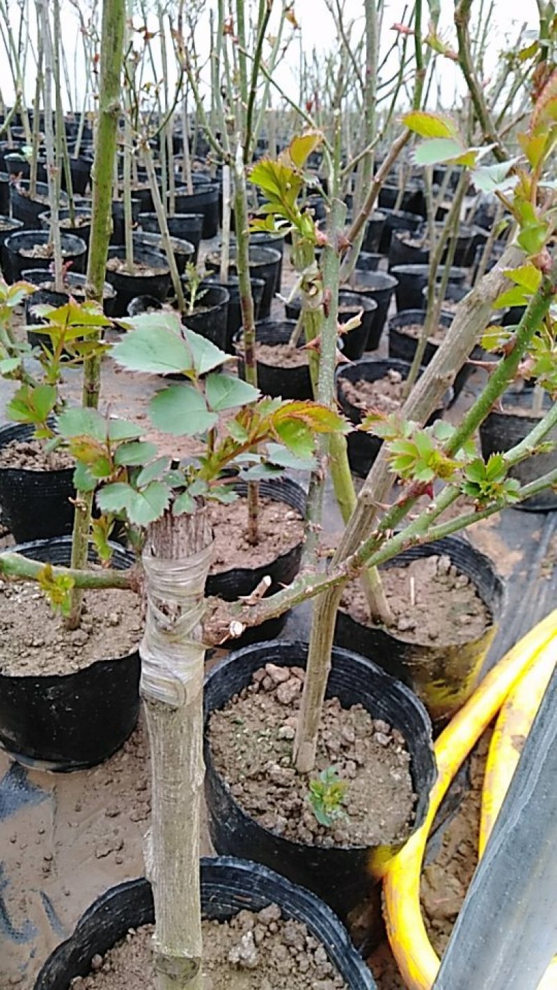大量批发价供应品种树状月季欧月玫瑰蔷薇庭院阳台绿植花卉