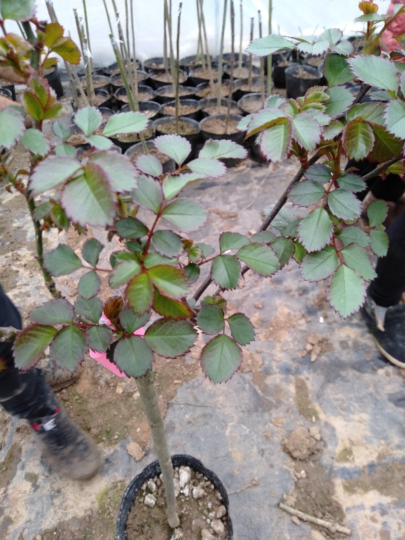 大量批发价供应品种树状月季欧月玫瑰蔷薇庭院阳台绿植花卉
