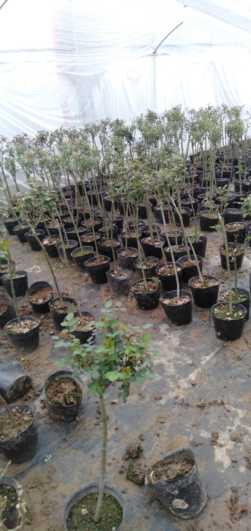 大量批发价供应品种树状月季欧月玫瑰蔷薇庭院阳台绿植花卉