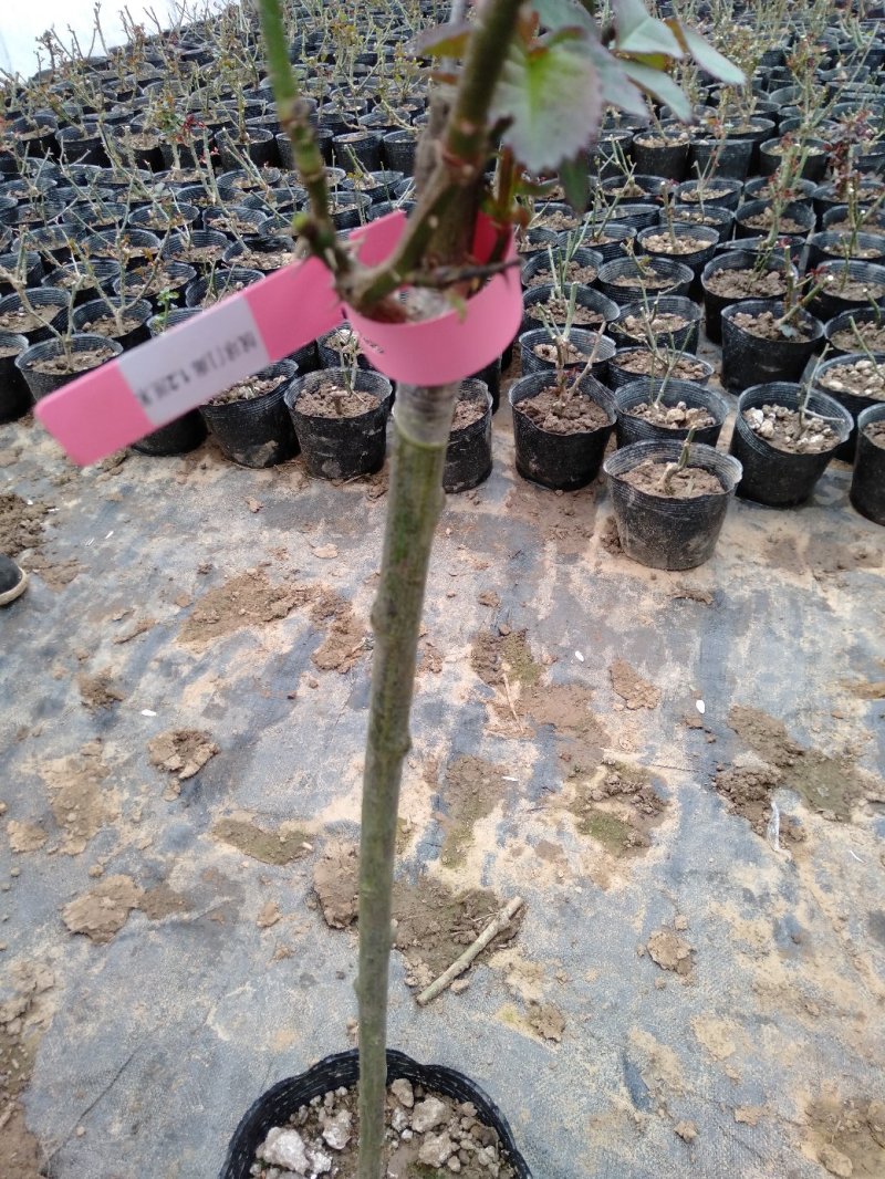 大量批发价供应品种树状月季欧月玫瑰蔷薇庭院阳台绿植花卉