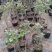 大量批发价供应品种树状月季欧月玫瑰蔷薇庭院阳台绿植花卉