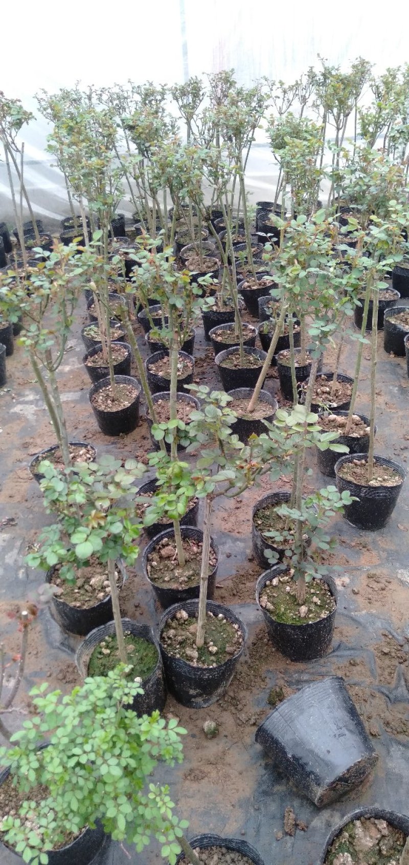 大量批发价供应品种树状月季欧月玫瑰蔷薇庭院阳台绿植花卉
