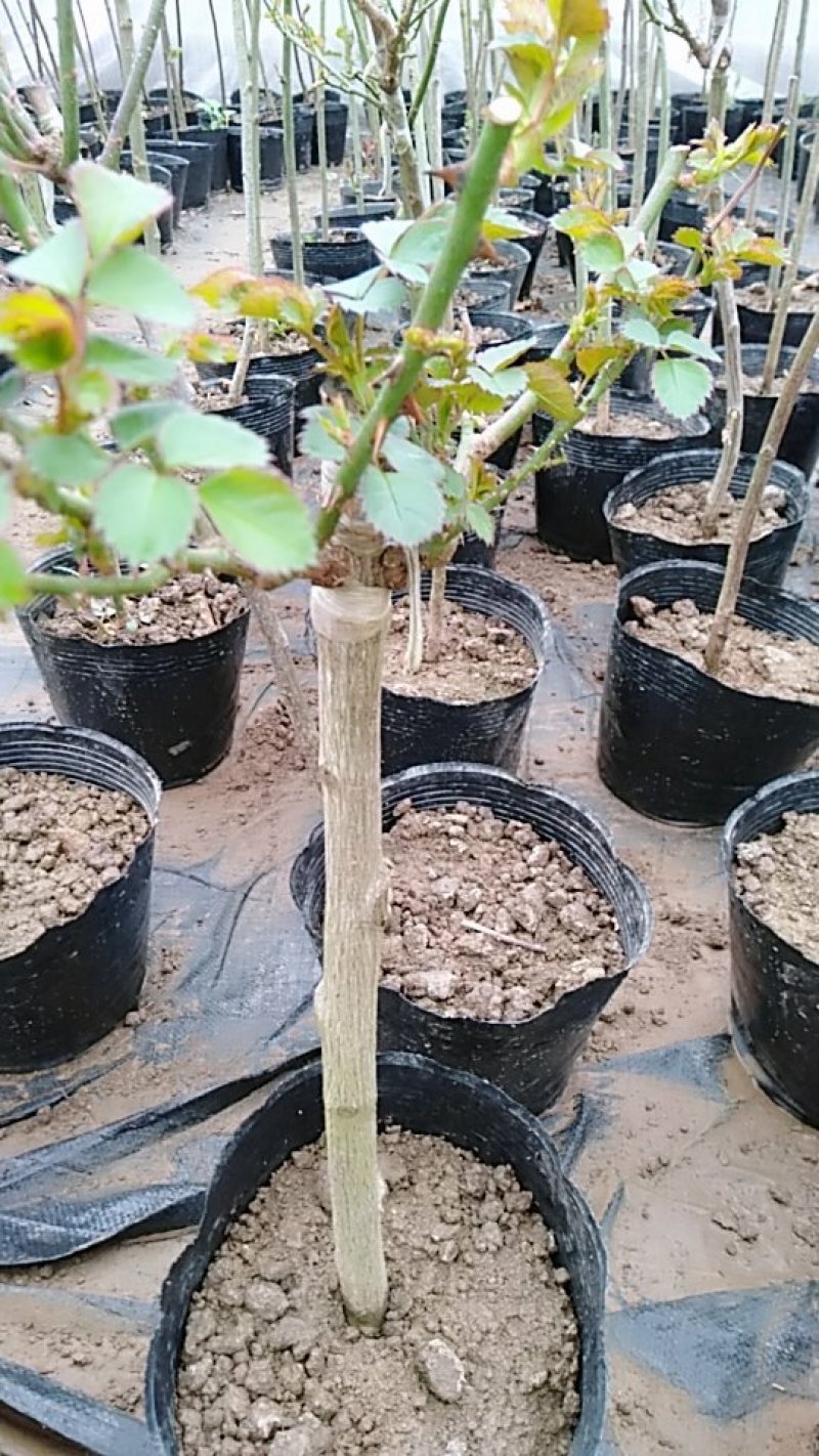大量批发价供应品种树状月季欧月玫瑰蔷薇庭院阳台绿植花卉