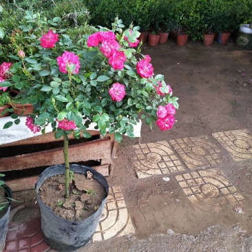 大量批发价供应品种树状月季欧月玫瑰蔷薇庭院阳台绿植花卉