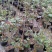 大量批发价供应品种树状月季欧月玫瑰蔷薇庭院阳台绿植花卉