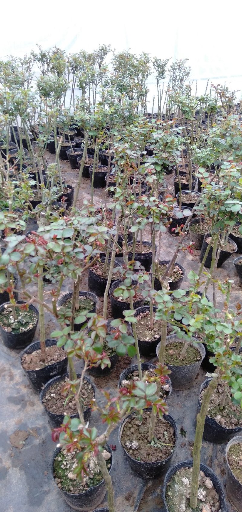 大量批发价供应品种树状月季欧月玫瑰蔷薇庭院阳台绿植花卉