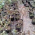 大量批发价供应品种树状月季欧月玫瑰蔷薇庭院阳台绿植花卉