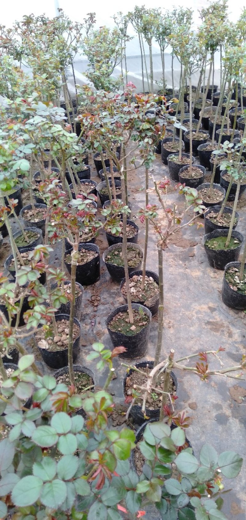 大量批发价供应品种树状月季欧月玫瑰蔷薇庭院阳台绿植花卉