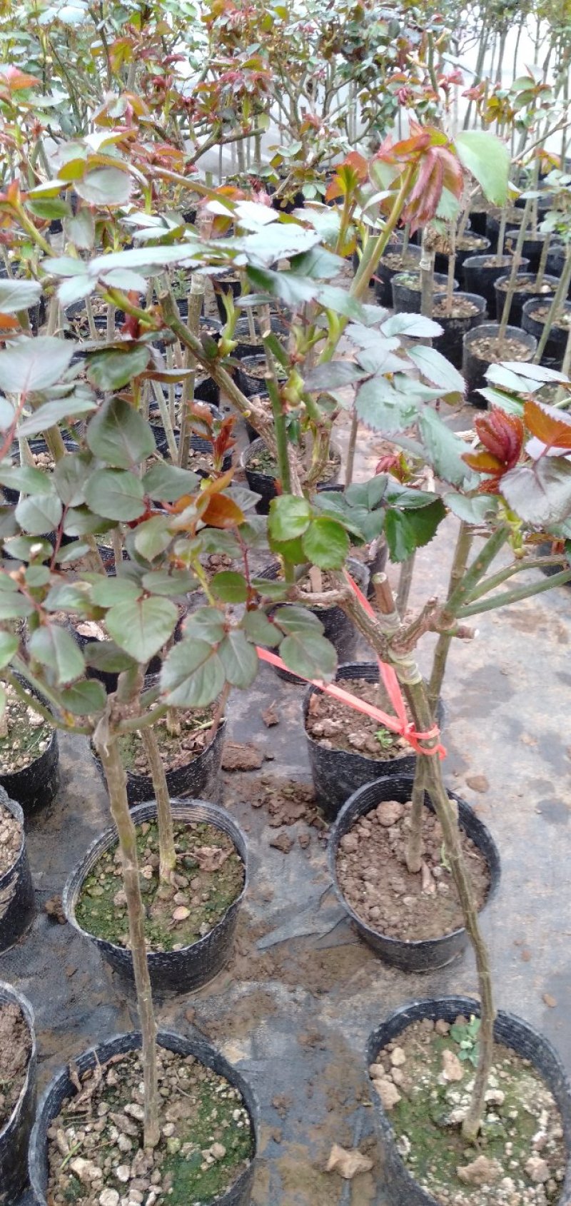 大量批发价供应品种树状月季欧月玫瑰蔷薇庭院阳台绿植花卉