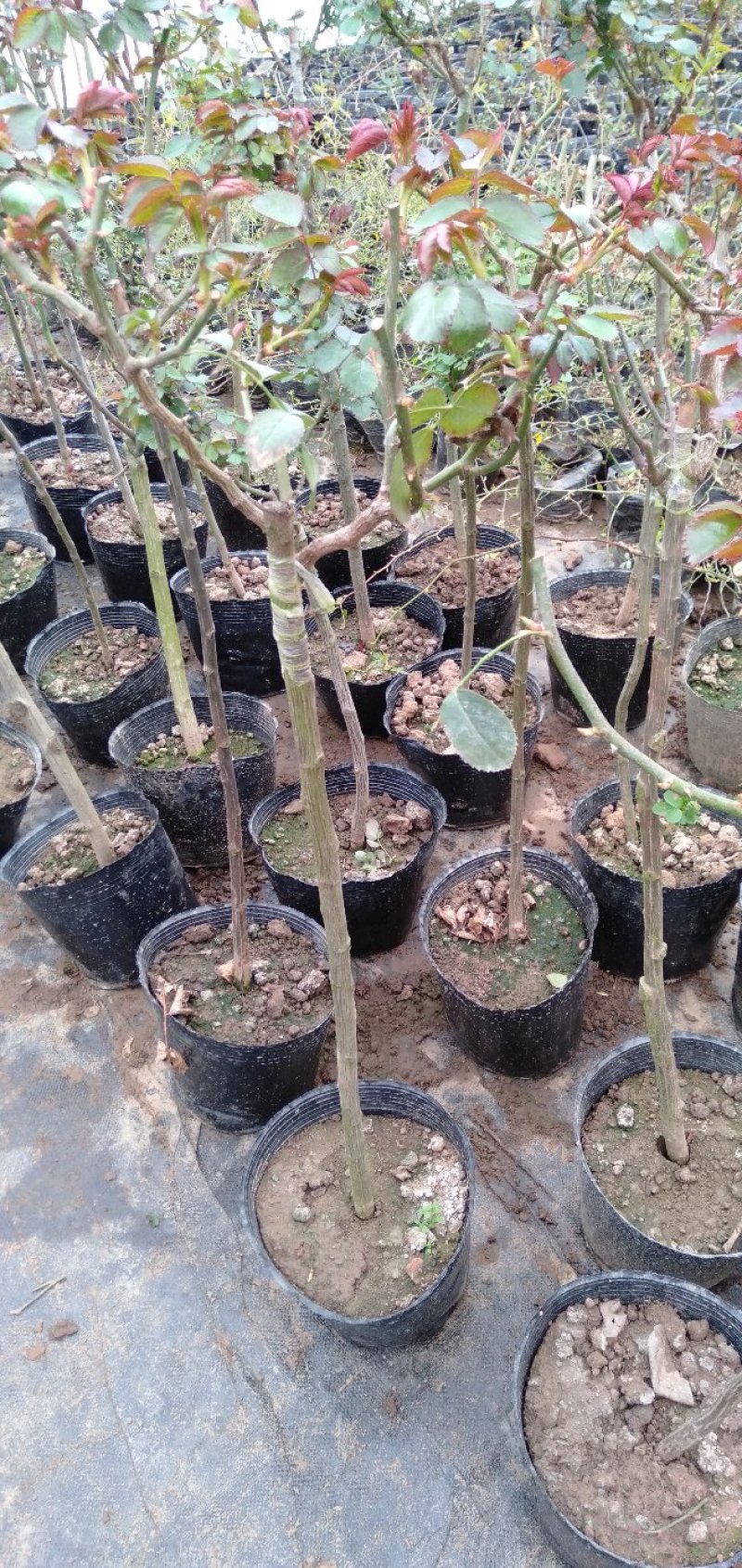 大量批发价供应品种树状月季欧月玫瑰蔷薇庭院阳台绿植花卉
