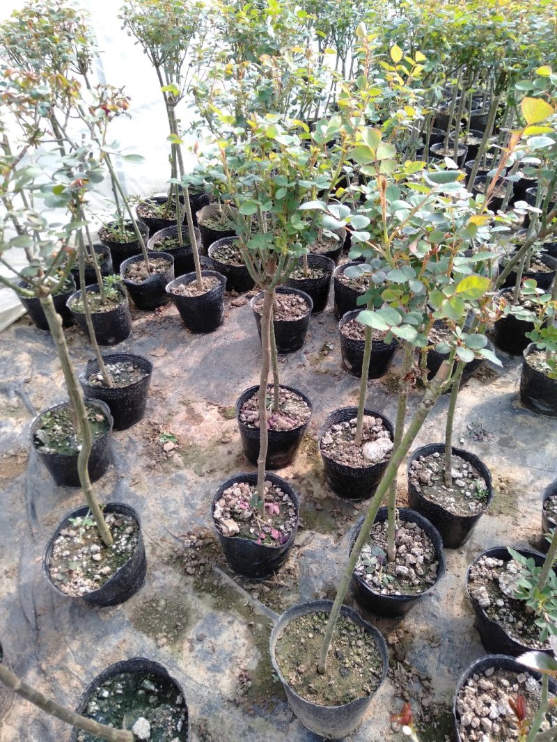 大量批发价供应品种树状月季欧月玫瑰蔷薇庭院阳台绿植花卉