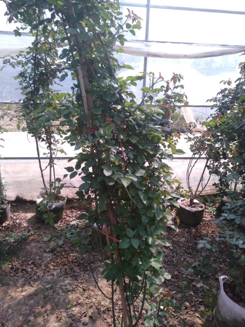 品种爬藤月季粉龙5-6年母本大苗室外庭院阳台绿植花卉