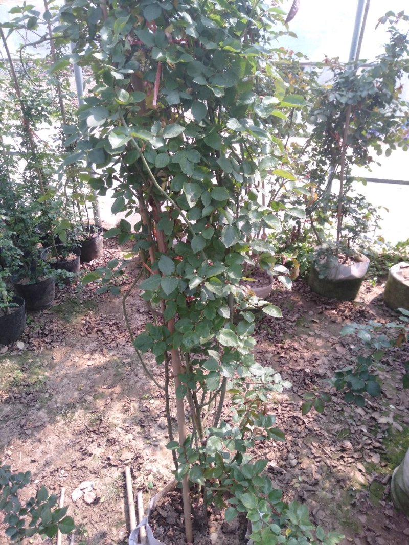 品种爬藤月季粉龙5-6年母本大苗室外庭院阳台绿植花卉