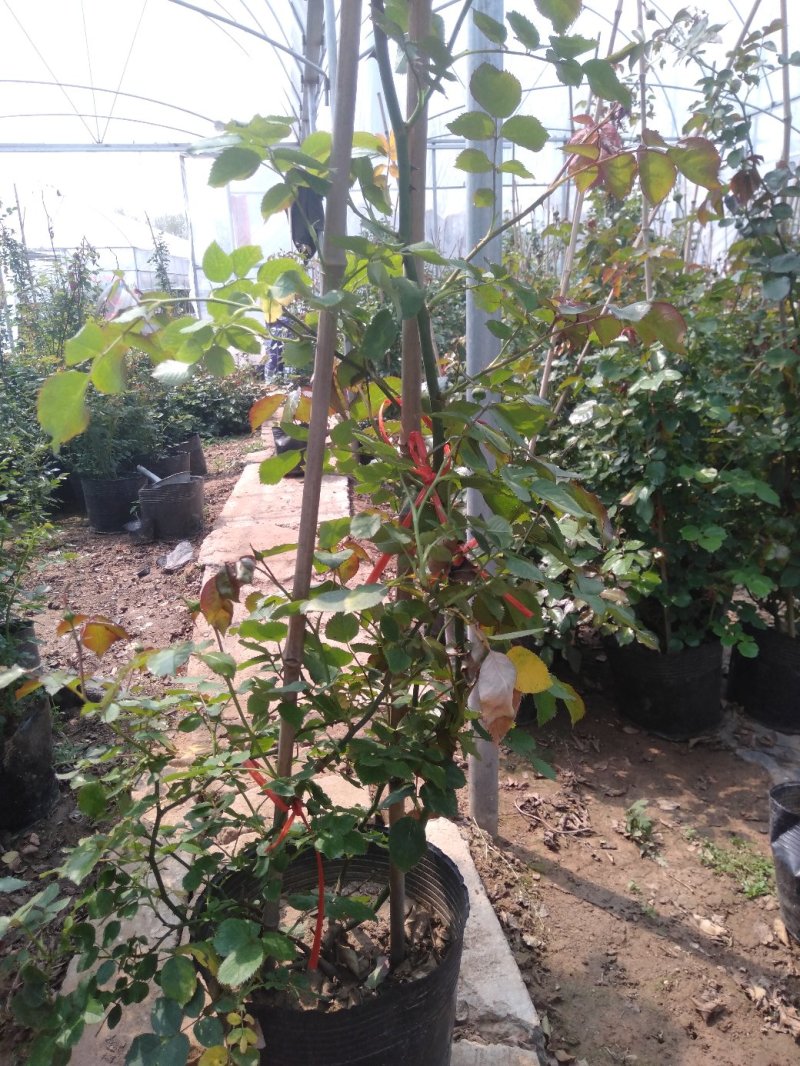 品种爬藤月季粉龙5-6年母本大苗室外庭院阳台绿植花卉