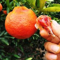 柑橘枝条媛红椪柑值得推广含花青素欢迎各大老板前来选购