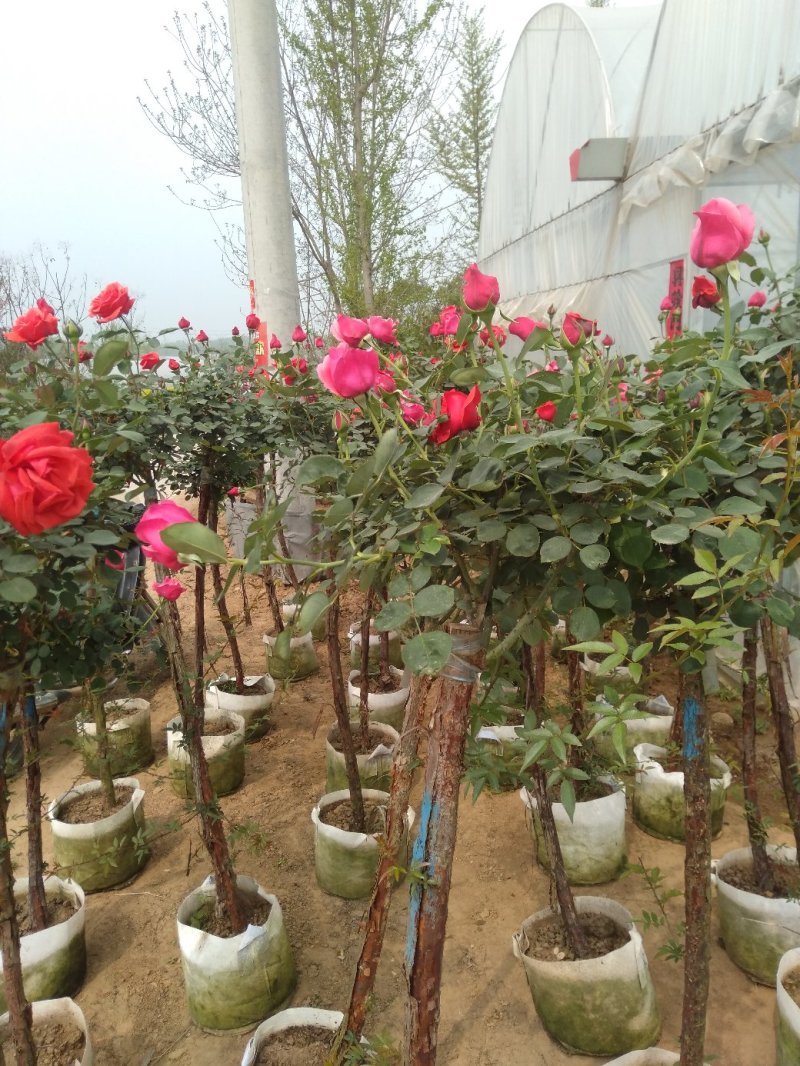 嫁接树状月季3-7公分多年生老桩花朵繁盛绿植花卉盆栽容易