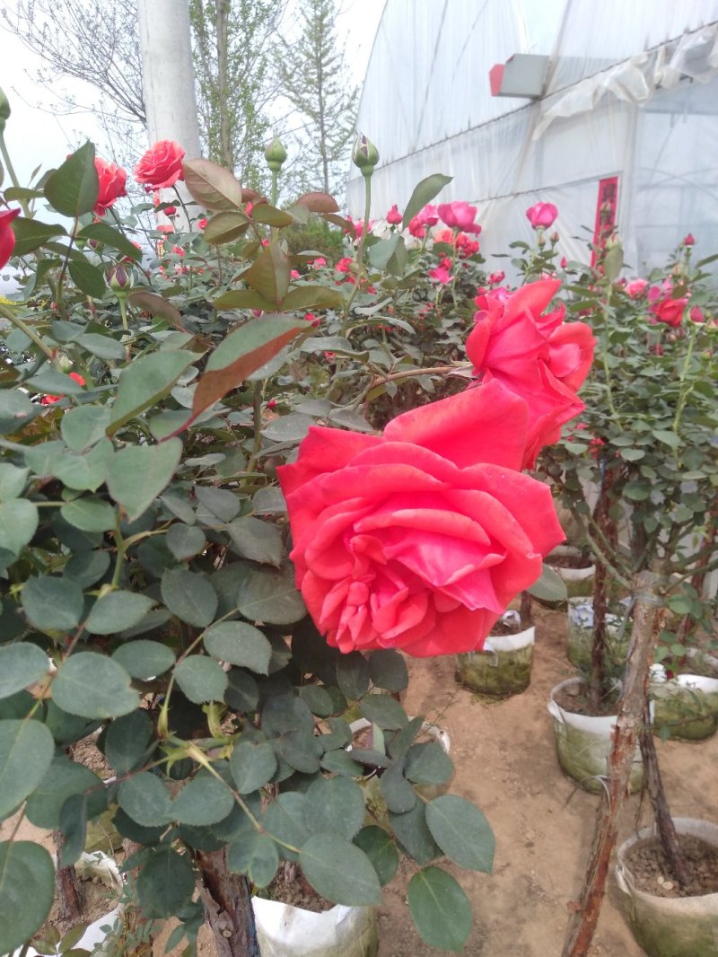 嫁接树状月季3-7公分多年生老桩花朵繁盛绿植花卉盆栽容易