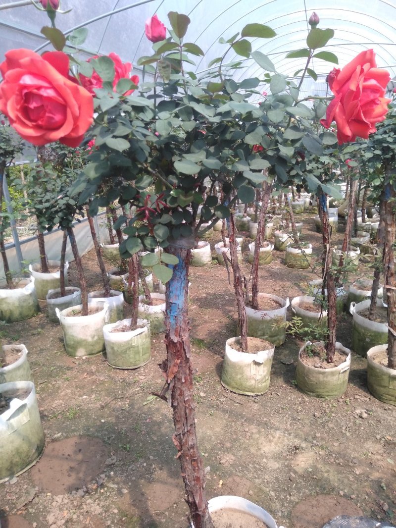 嫁接树状月季3-7公分多年生老桩花朵繁盛绿植花卉盆栽容易
