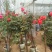 嫁接树状月季3-7公分多年生老桩花朵繁盛绿植花卉盆栽容易
