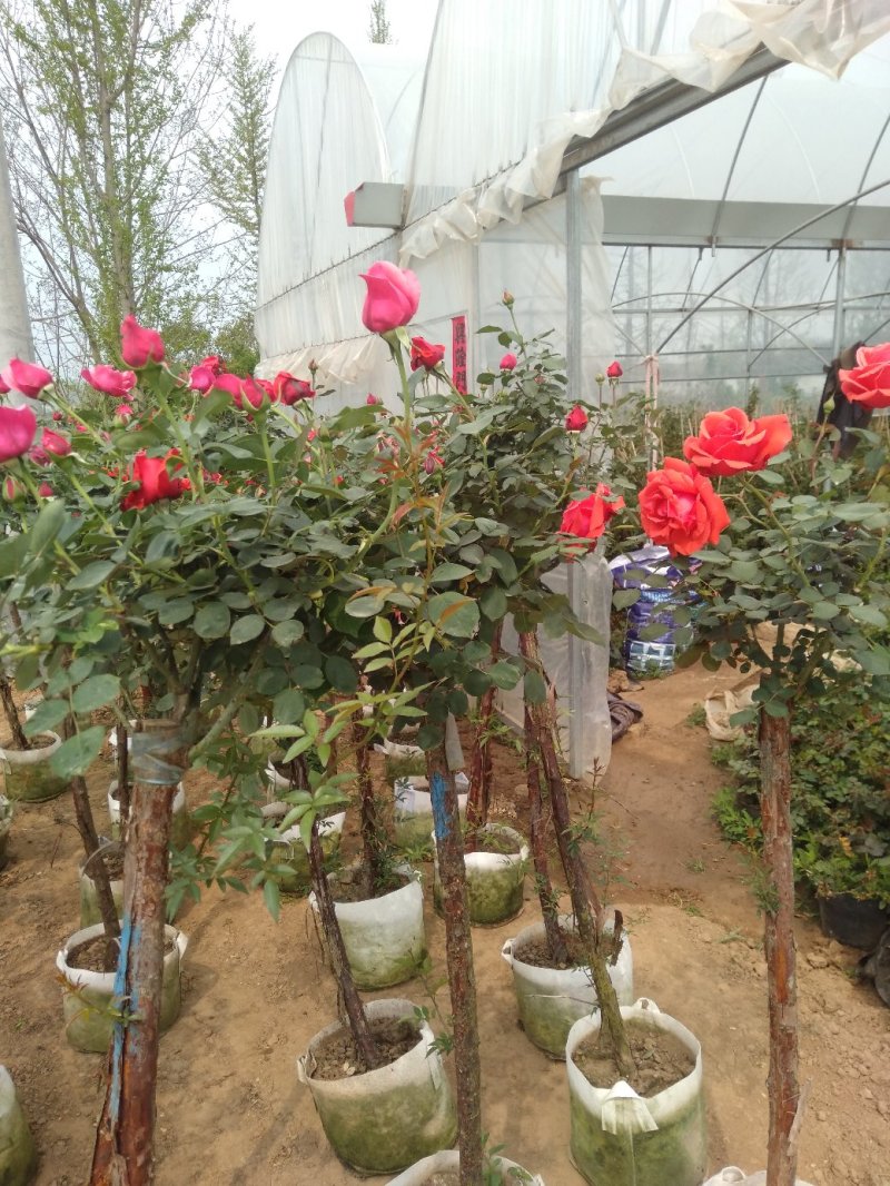嫁接树状月季3-7公分多年生老桩花朵繁盛绿植花卉盆栽容易