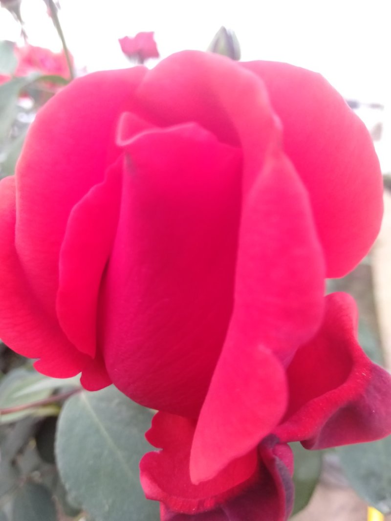 嫁接树状月季3-7公分多年生老桩花朵繁盛绿植花卉盆栽容易