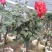 嫁接树状月季3-7公分多年生老桩花朵繁盛绿植花卉盆栽容易