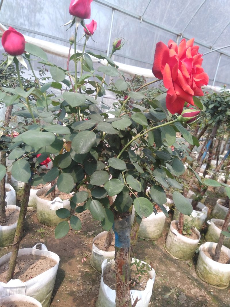 嫁接树状月季3-7公分多年生老桩花朵繁盛绿植花卉盆栽容易