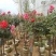 嫁接树状月季3-7公分多年生老桩花朵繁盛绿植花卉盆栽容易