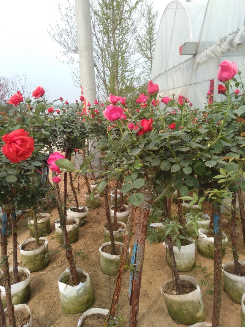 嫁接树状月季3-7公分多年生老桩花朵繁盛绿植花卉盆栽容易