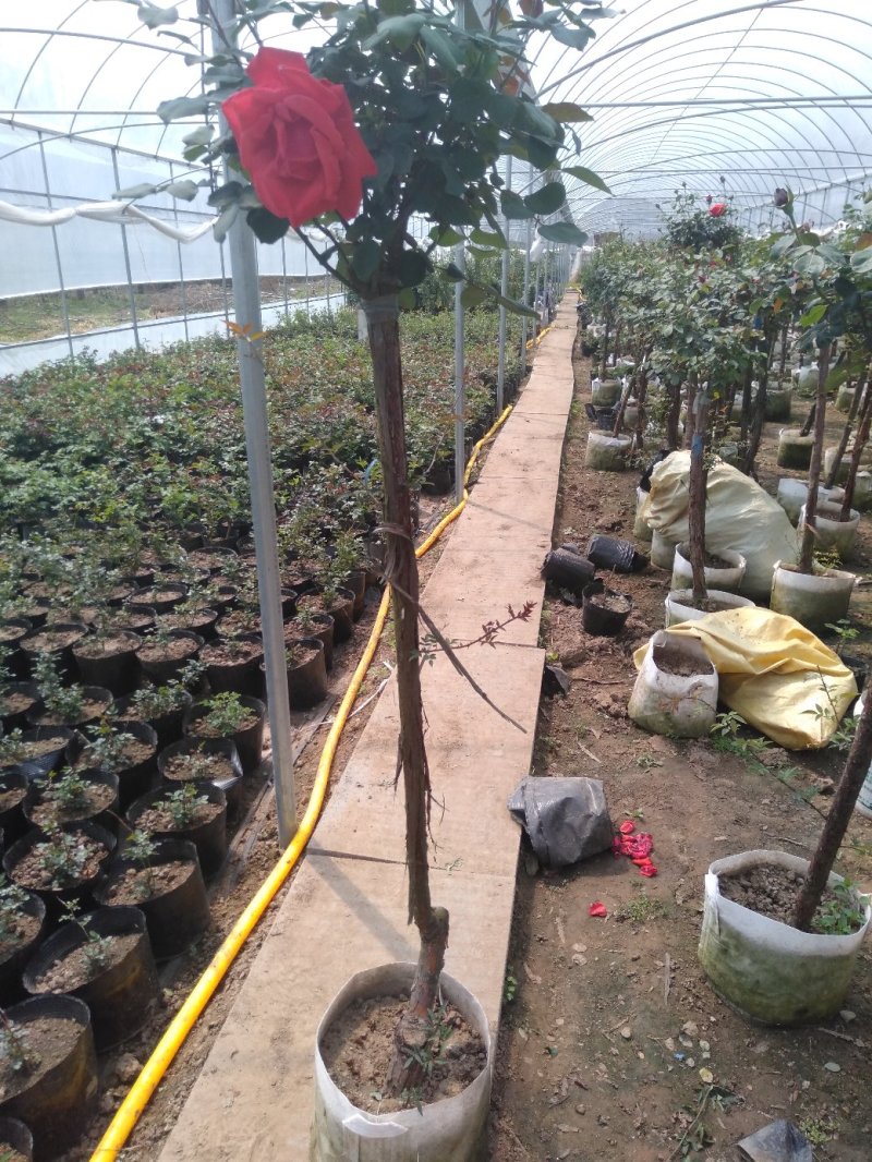 嫁接树状月季3-7公分多年生老桩花朵繁盛绿植花卉盆栽容易