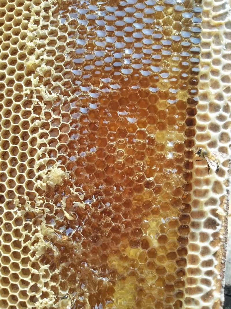 土蜂蜜纯正丰巢，微商一件代发，包邮，质量保证，诚信经营