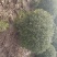 小叶黄杨球！基地直销！量大供应！看苗打号！当天装车