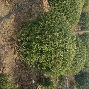 小叶黄杨球！基地直销！量大供应！看苗打号！当天装车