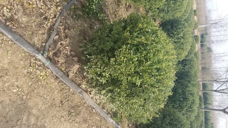小叶黄杨球！基地直销！量大供应！看苗打号！当天装车