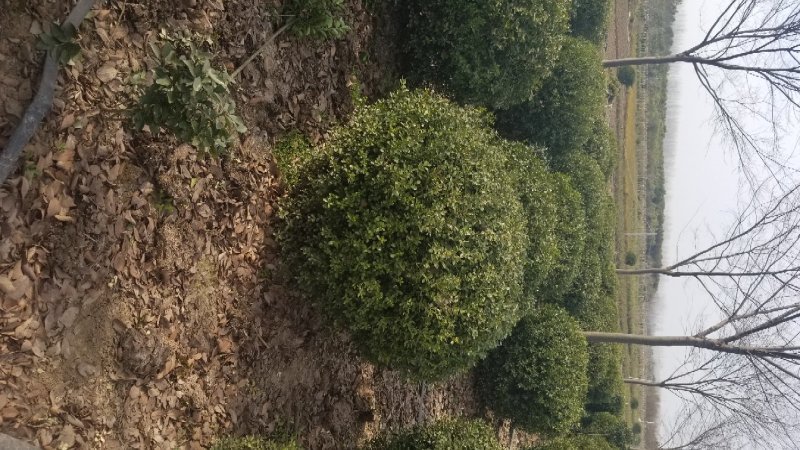 小叶黄杨球！基地直销！量大供应！看苗打号！当天装车