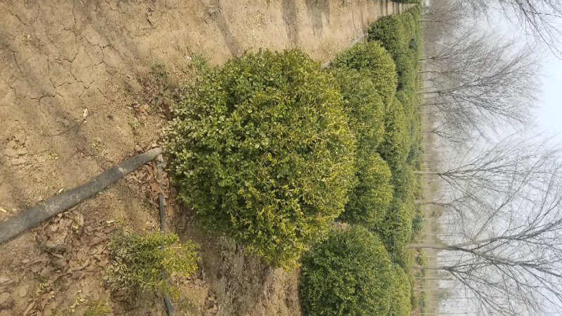 小叶黄杨球！基地直销！量大供应！看苗打号！当天装车