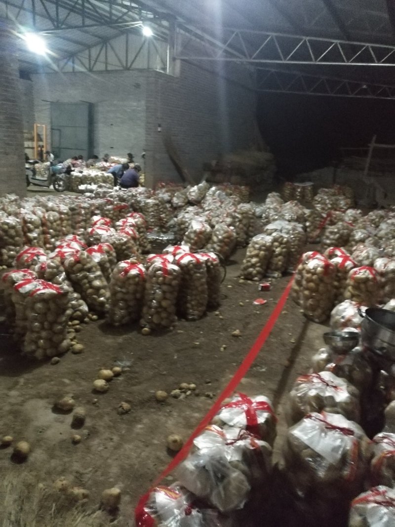 土豆荷兰系列，中薯，沃EV万亩规模，量大质优，产地直发。
