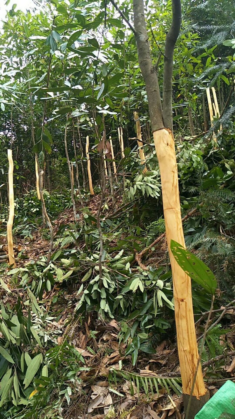来自中国肉桂之乡的——罗定桂皮
