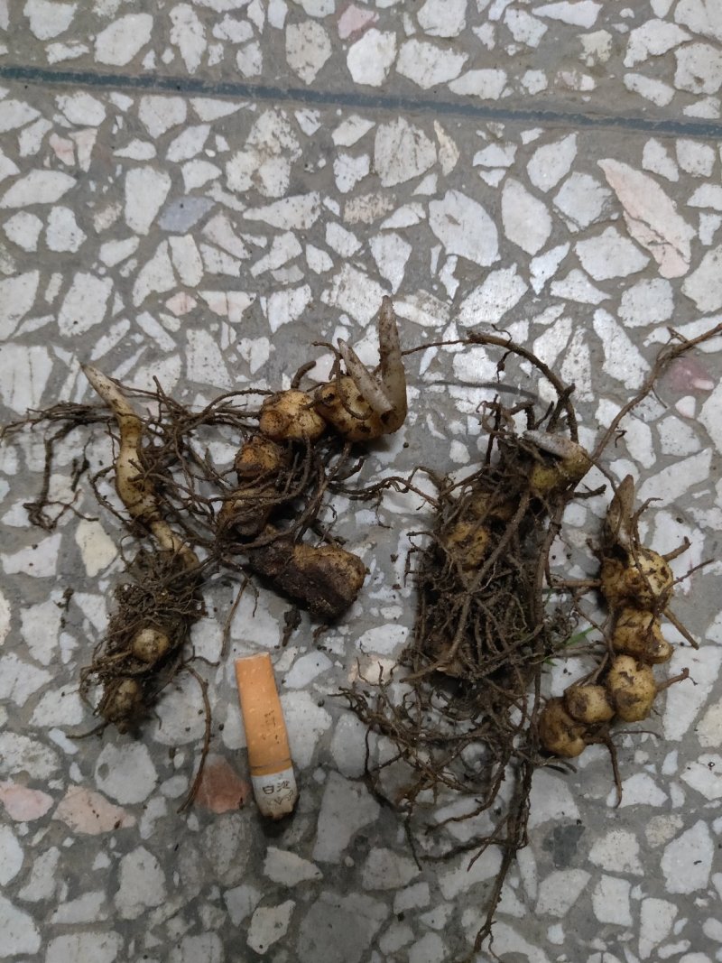 黄精种苗姜形多花黄精苗基地直发欢迎新老客户选购