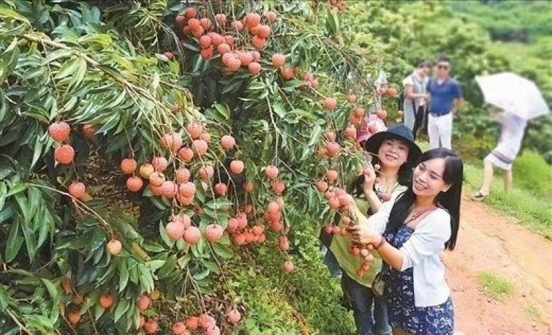 无核荔枝苗嫁接南方种植桂味荔枝盆栽地栽当年结果