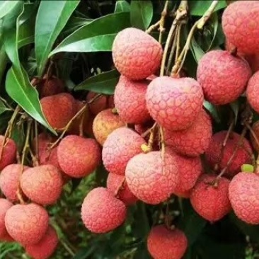 无核荔枝苗嫁接南方种植桂味荔枝盆栽地栽当年结果