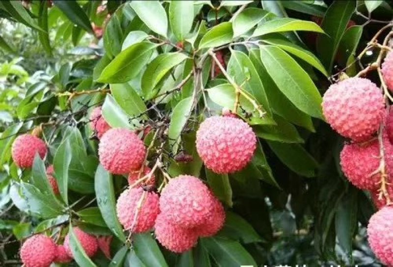 无核荔枝苗嫁接南方种植桂味荔枝盆栽地栽当年结果