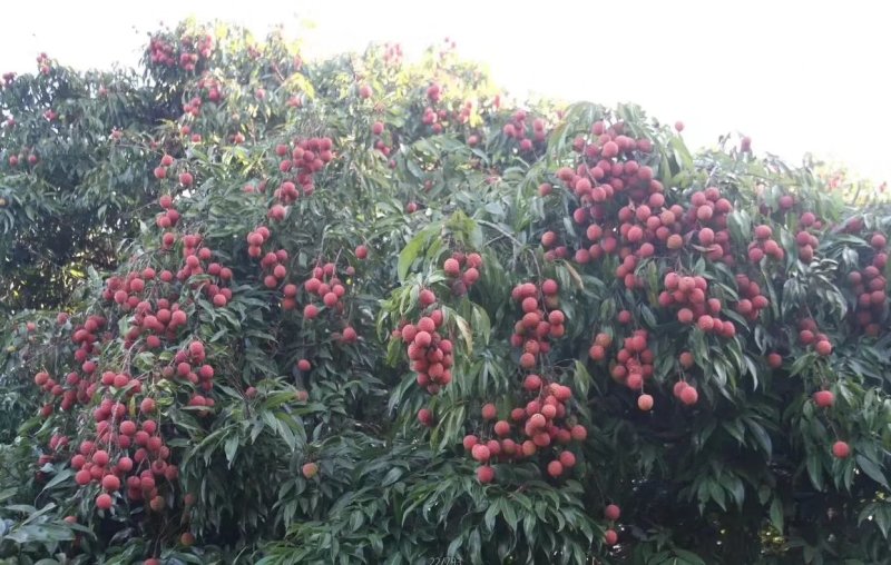 无核荔枝苗嫁接南方种植桂味荔枝盆栽地栽当年结果