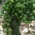 无核荔枝苗嫁接南方种植桂味荔枝盆栽地栽当年结果