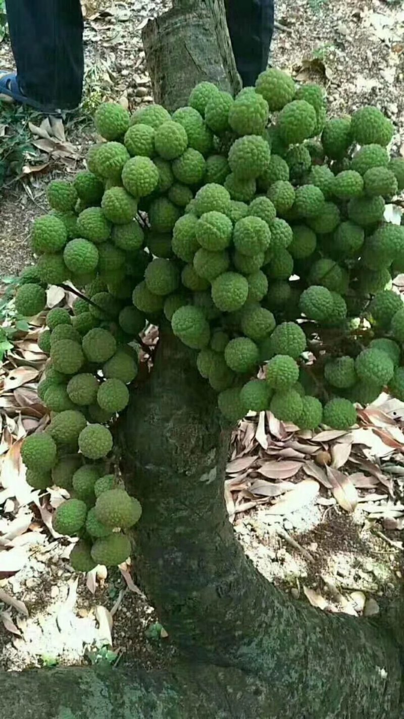 无核荔枝苗嫁接南方种植桂味荔枝盆栽地栽当年结果