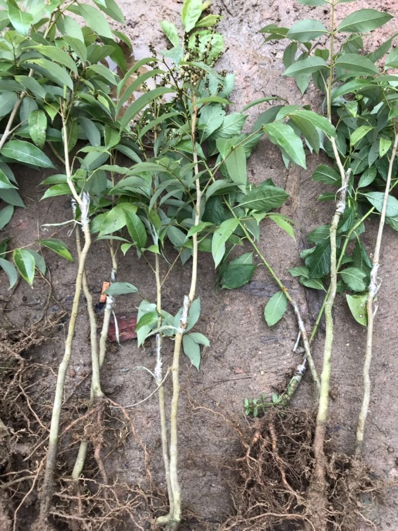无核荔枝苗嫁接南方种植桂味荔枝盆栽地栽当年结果