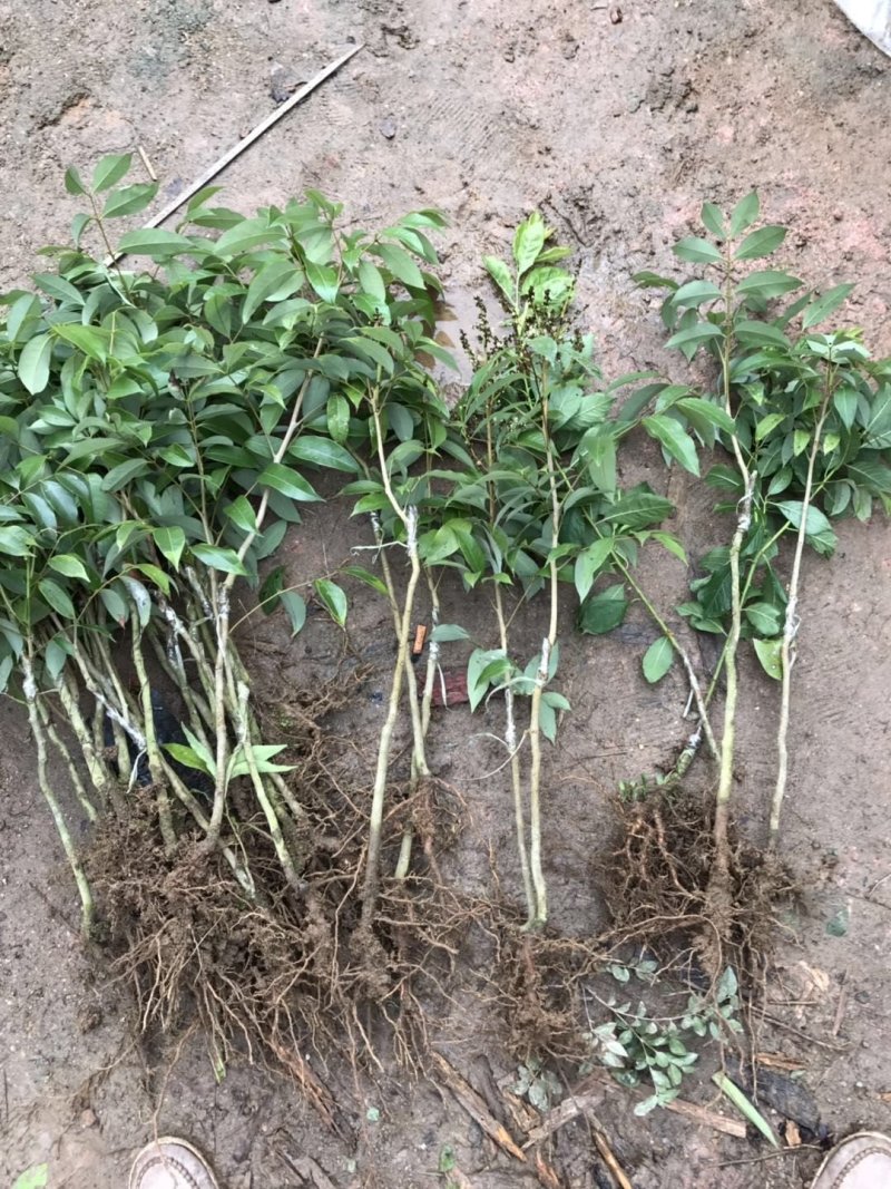 无核荔枝苗嫁接南方种植桂味荔枝盆栽地栽当年结果